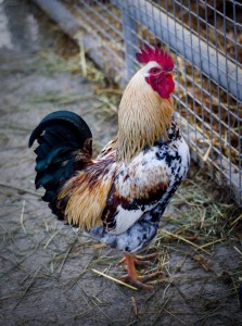 Coq de la Ferme de Gally Coq de la Ferme de Gally