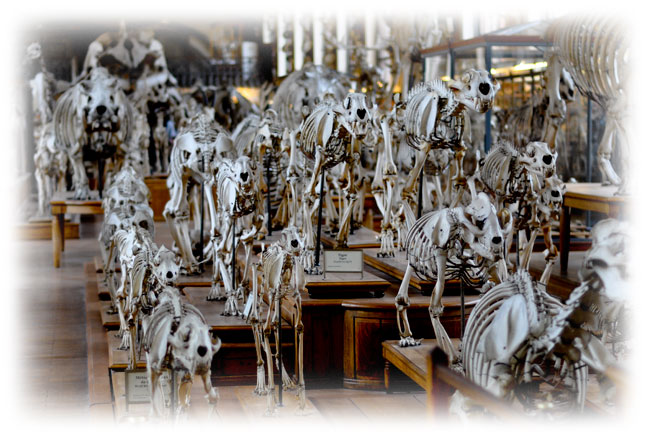 Galerie des Ossements du Musée National d'Histoire Naturelle